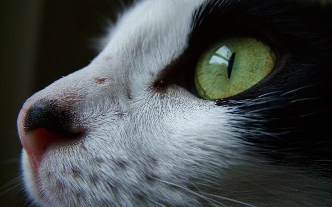 Introducción al comienzo de una nueva aventura